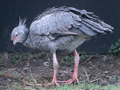 Southern Screamer